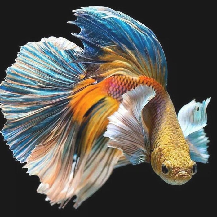 Ikan Cupang Termahal