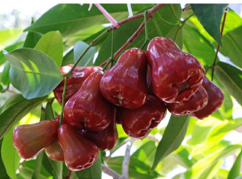 Jambu Air