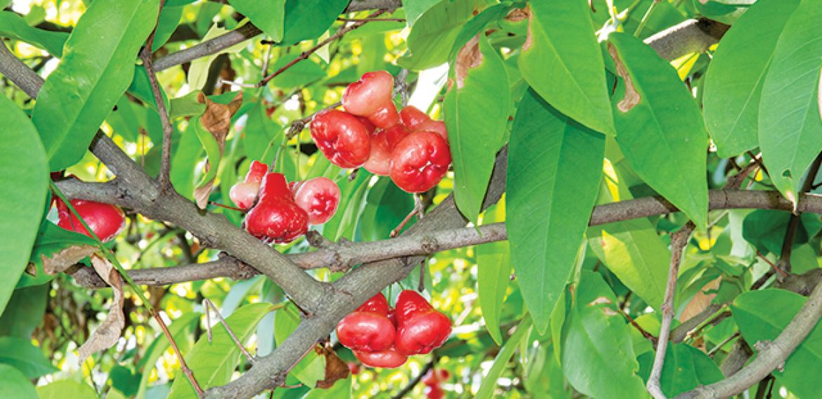 Pohon Jambu Air