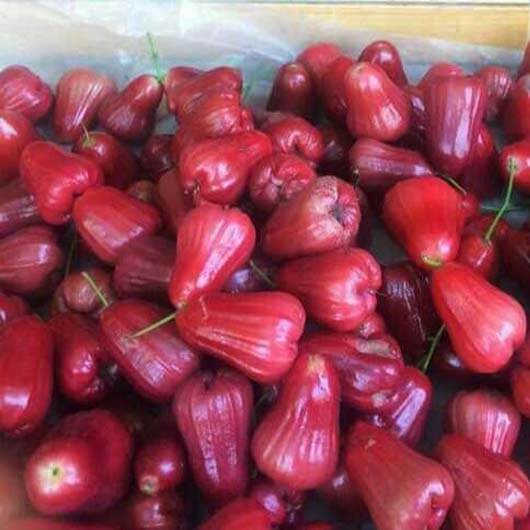 Jambu Air Merah
