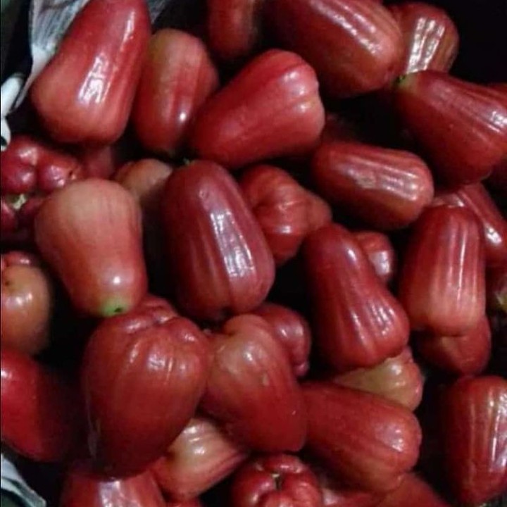 Jambu Air Citra