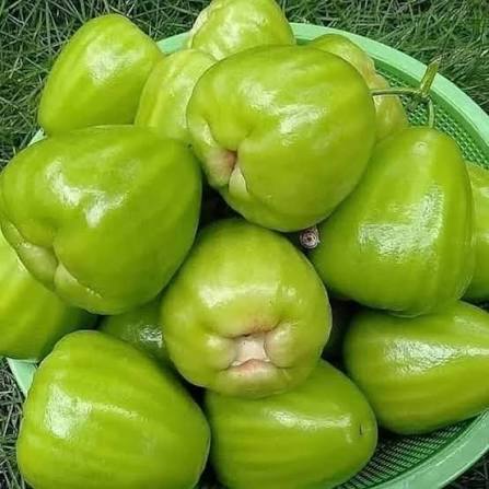 Jambu Air Kiojok