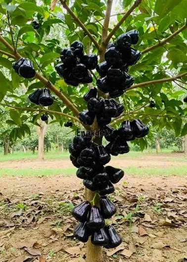Jambu Air Hitam