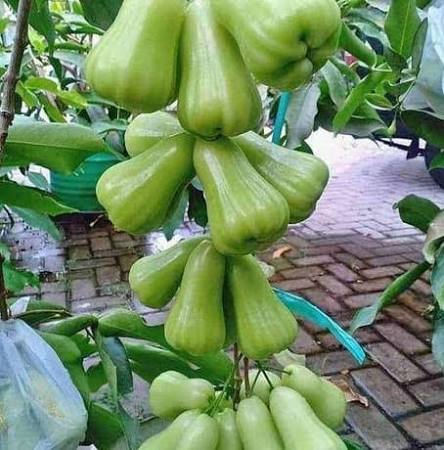 Jambu Air Hijau