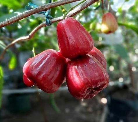 Jambu Air Dalhari