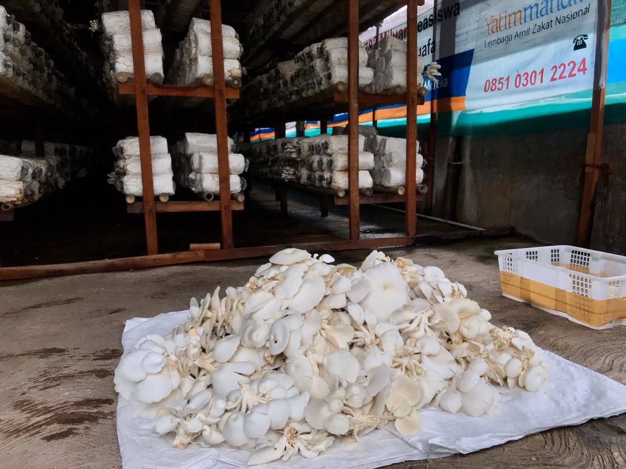 Kandungan Gizi Jamur Tiram