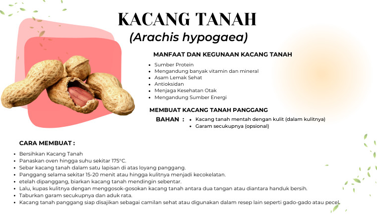 Manfaat Kacang Tanah