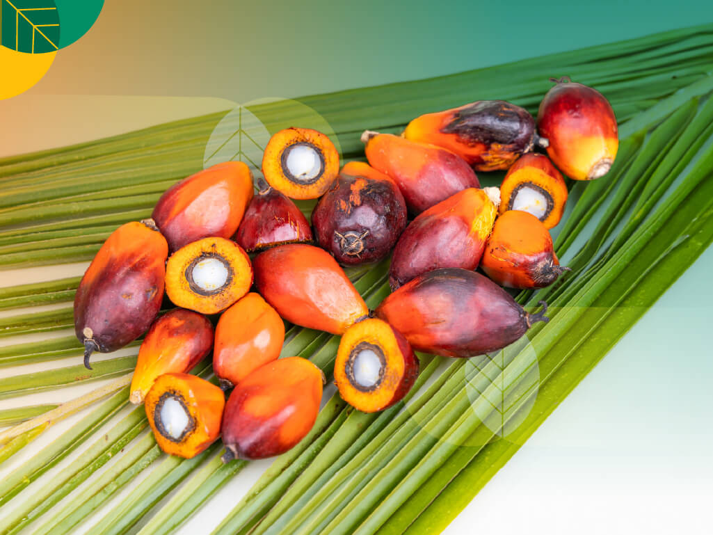 Buah Kelapa Sawit