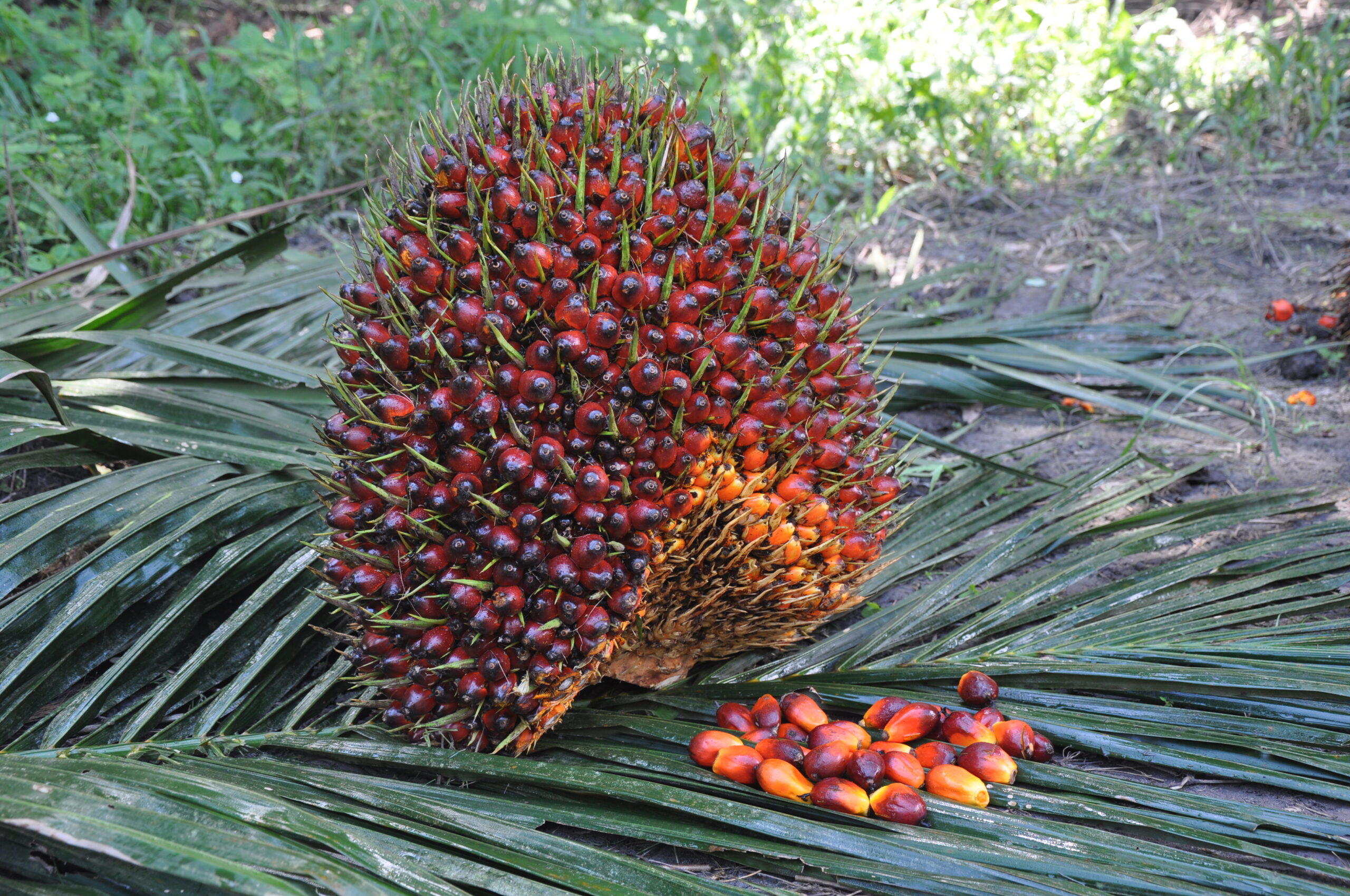 Gambar Kelapa Sawit