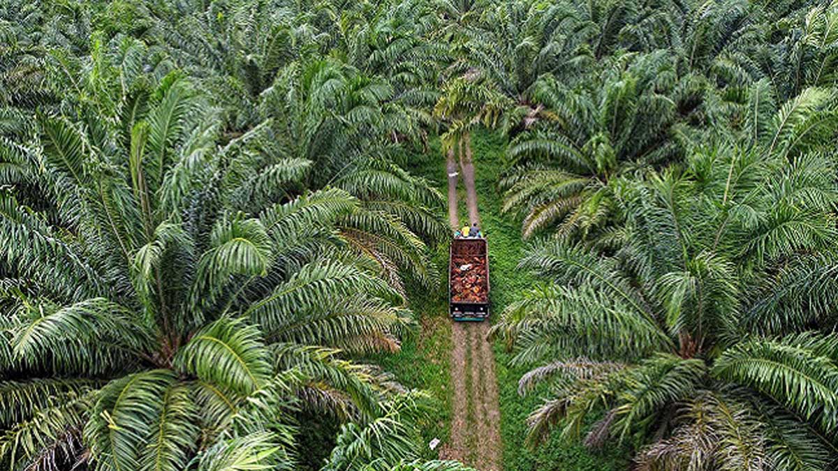 Kebun Kelapa Sawit