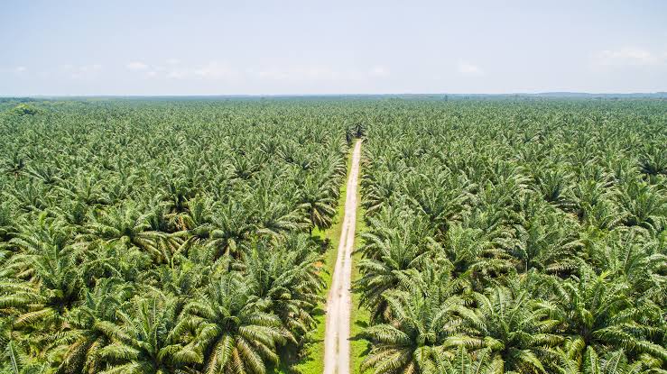 Perkebunan Kelapa Sawit