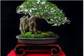 Tanaman Bonsai Anting Putri