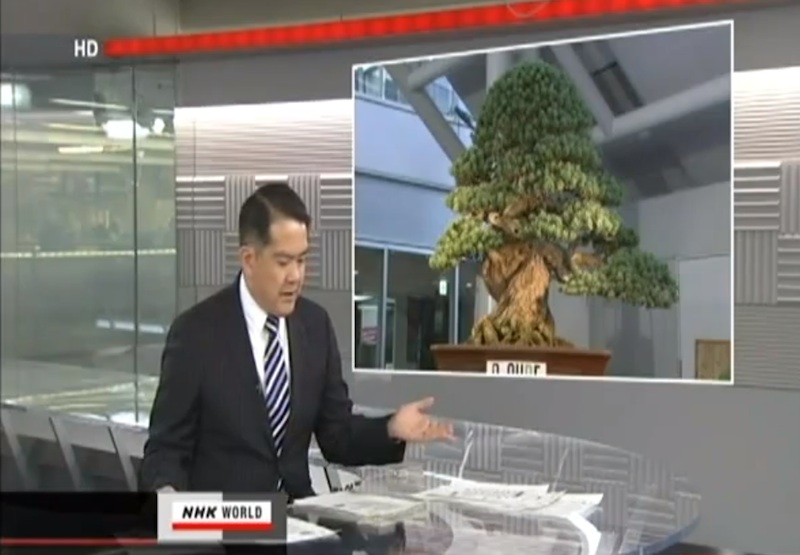 Harga Jual Tanaman Bonsai