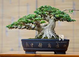 Tanaman Bonsai Sancang