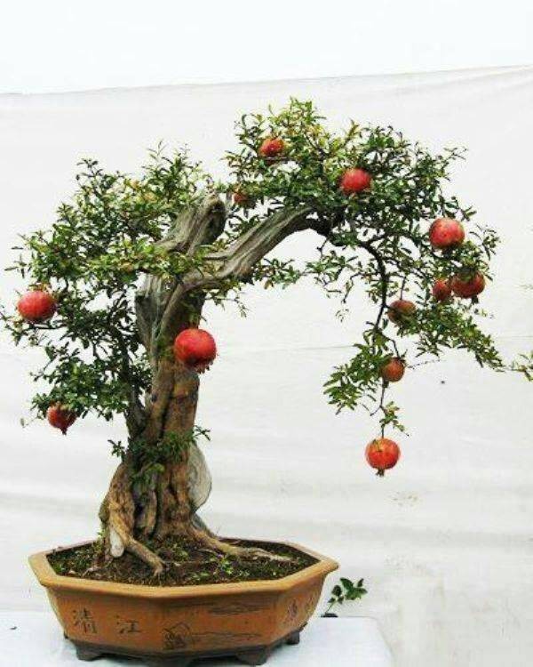 Tanaman Bonsai Buah