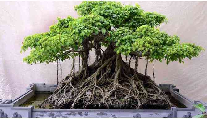 Tanaman Bonsai Beringin